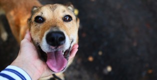 Person caressing dog - www.salonbusiness.co.uk