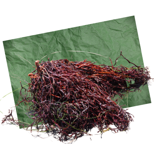 red algae - www.salonbusiness.co.uk